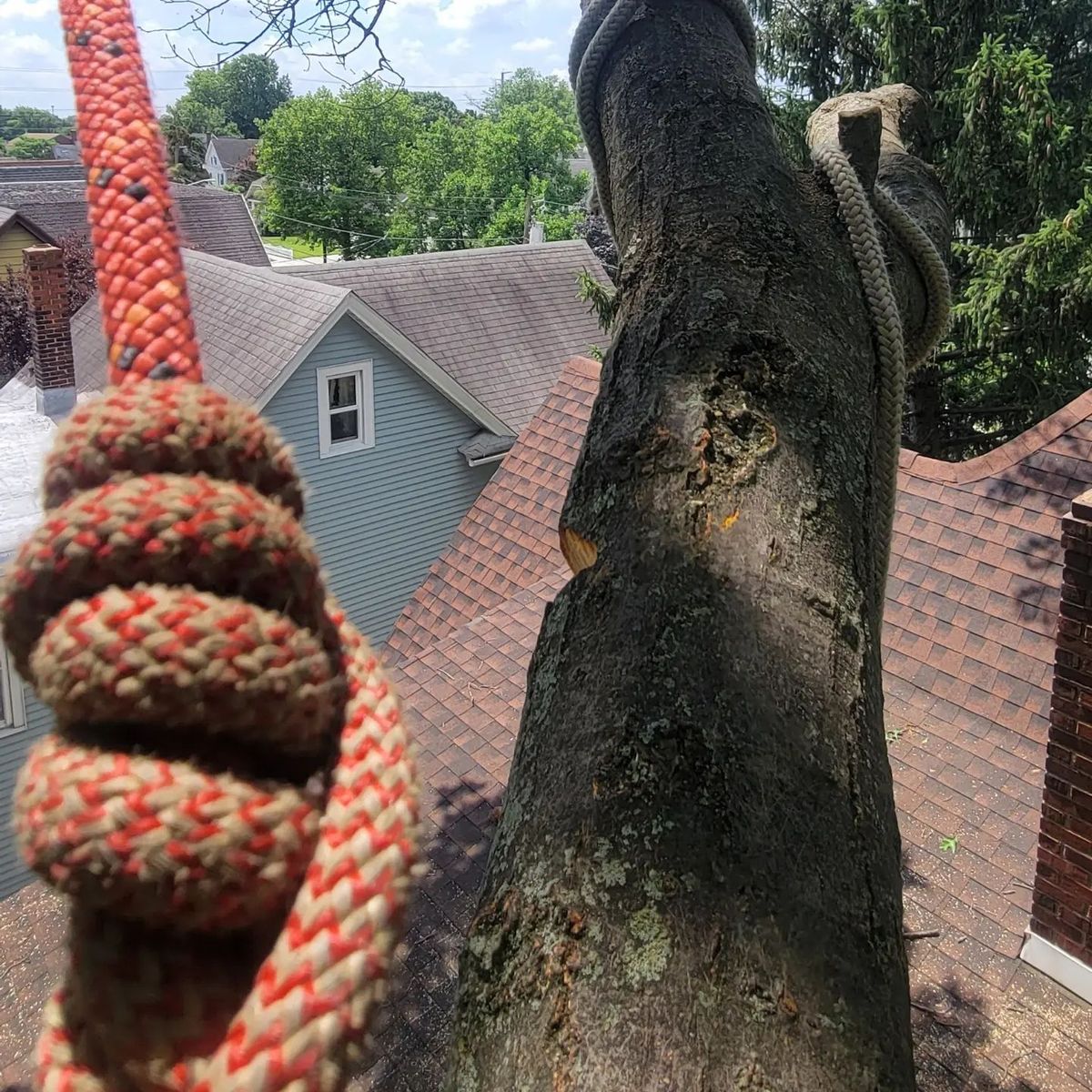 Tree Removal for Timber Arts Tree Service in Lindenwold, NJ 