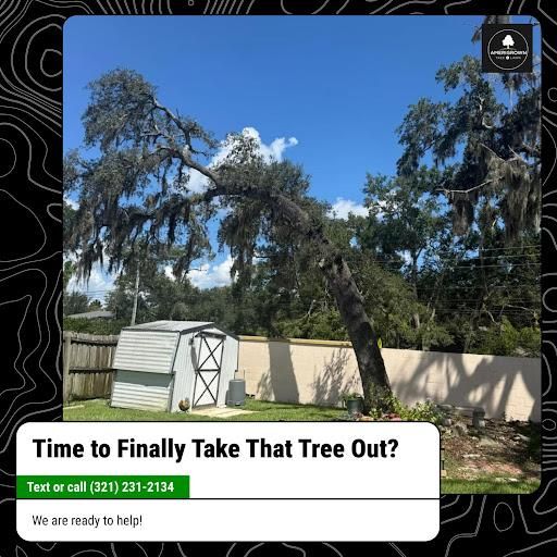 Tree Pruning for Amerigrown Tree And Lawn in Apopka, FL