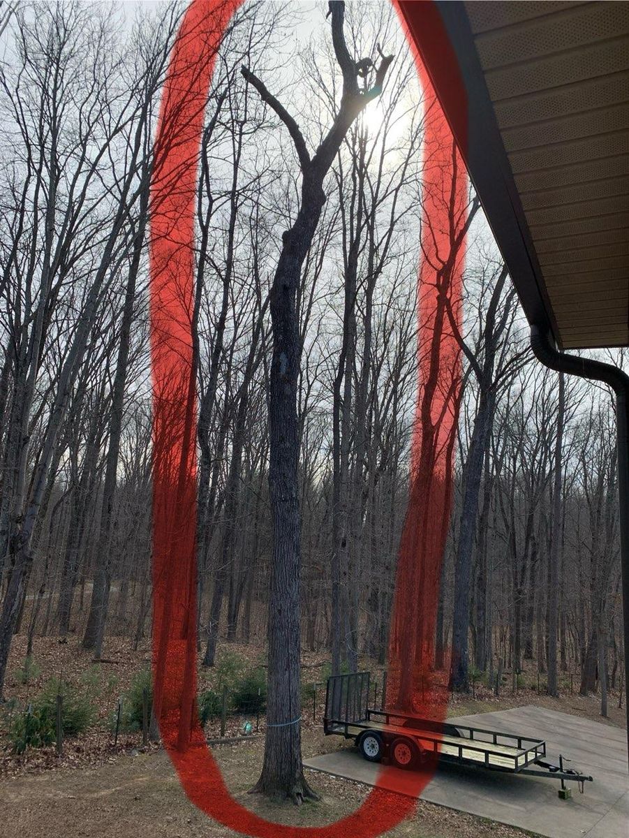 Tree Trimming for Lucky’s Tree Removal and Landscape Services in Knoxville, TN