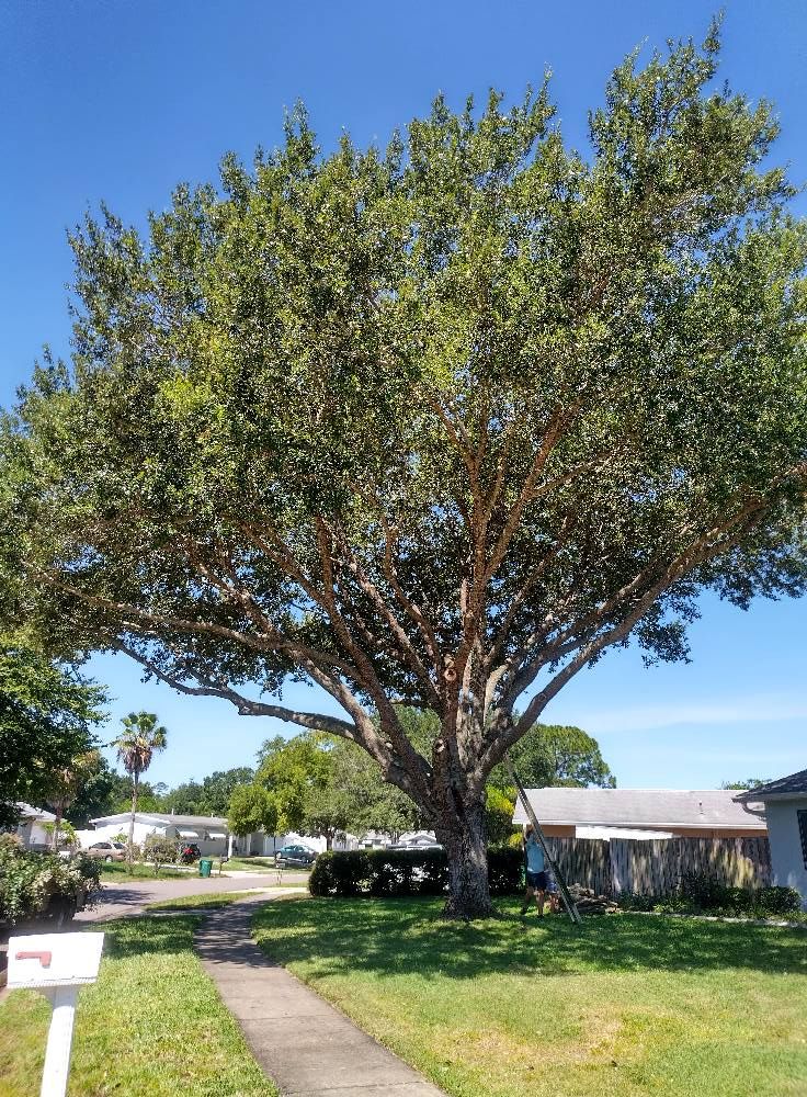Tree Trimming for Tru Tree Service LLC in Lecanto, FL