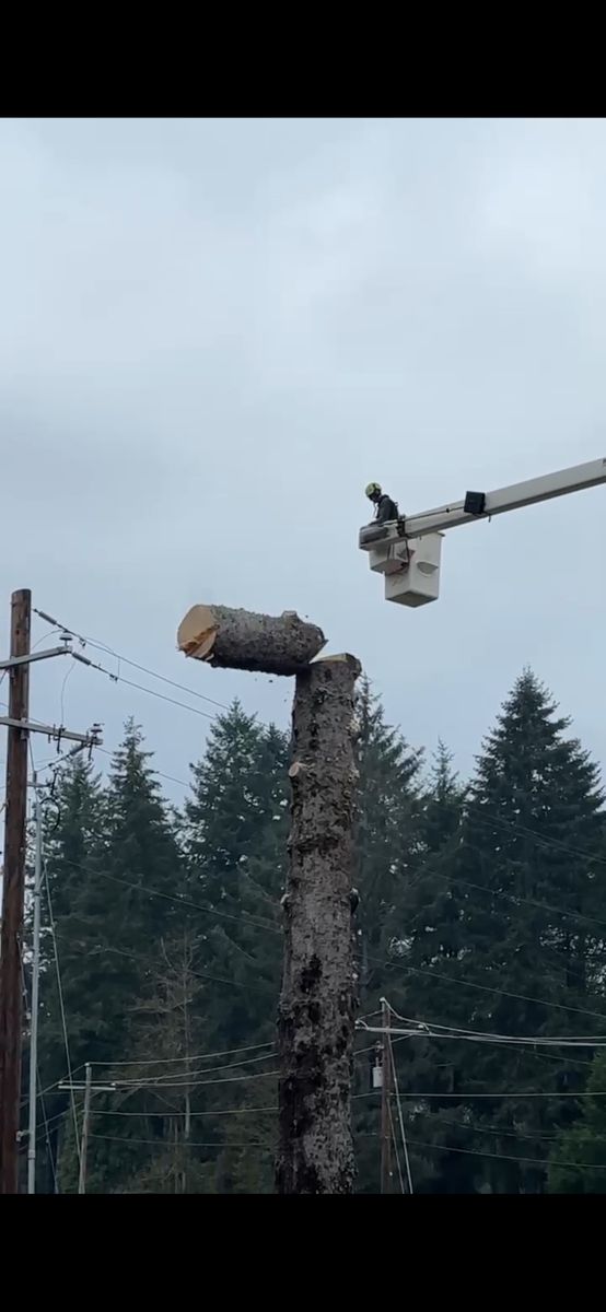 Tree Trimming for Ascension Tree Care LLC in Yakima County, WA