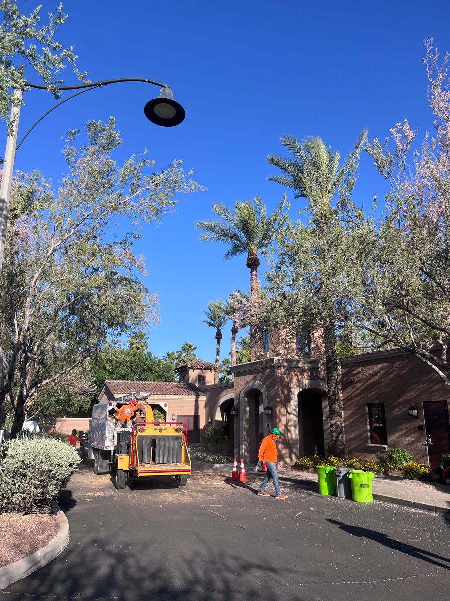 Palms Trimming for AZ Tree & Hardscape Co in Surprise, AZ