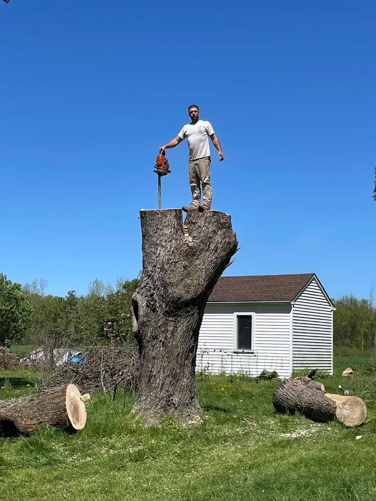 Tree Trimming for Mays Tree and Stump Removal in Alden, NY
