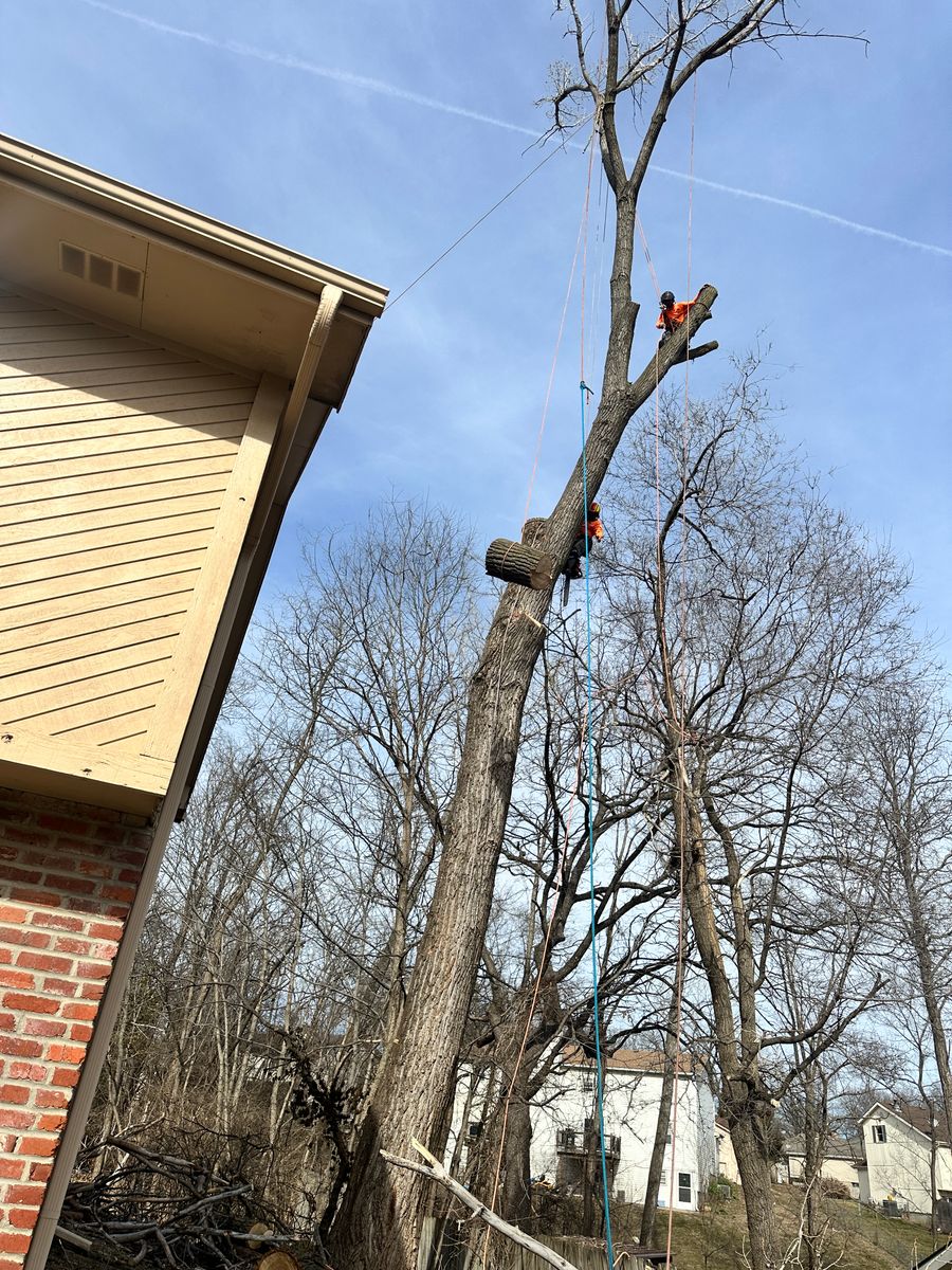 Tree Removal for Cross Family Tree Service in Kearney, MO