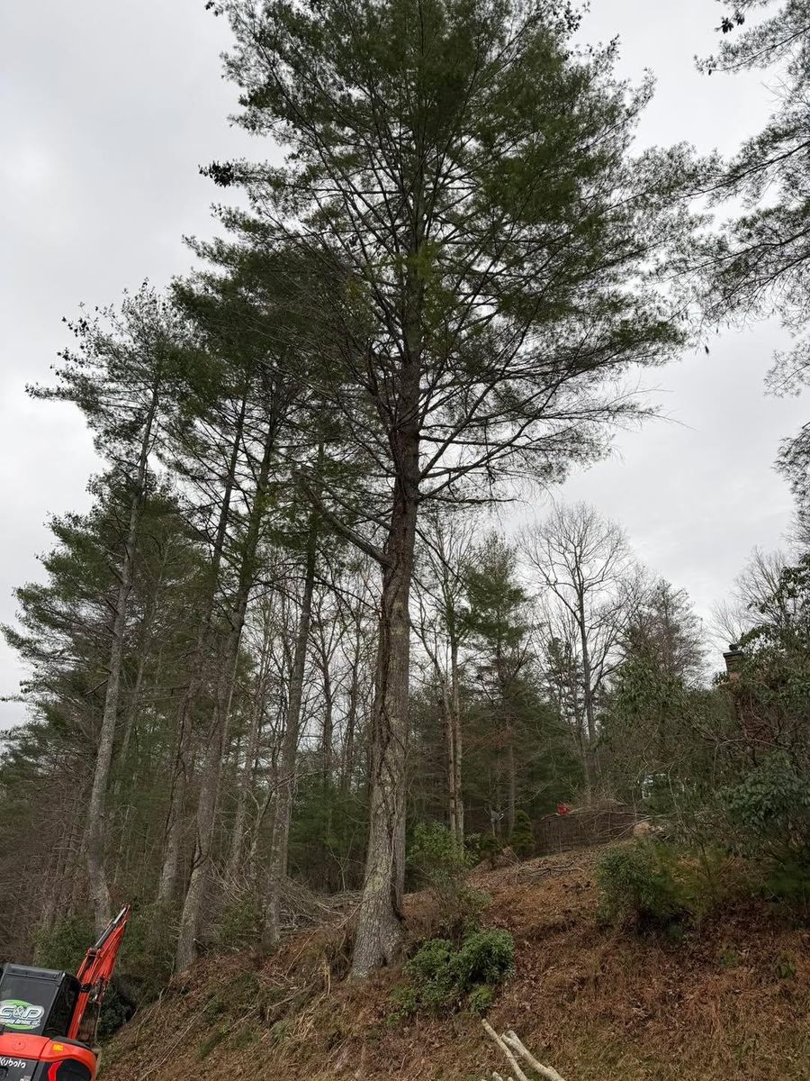 Tree Removal for C & D Landscaping Services LLC in Blairsville, GA