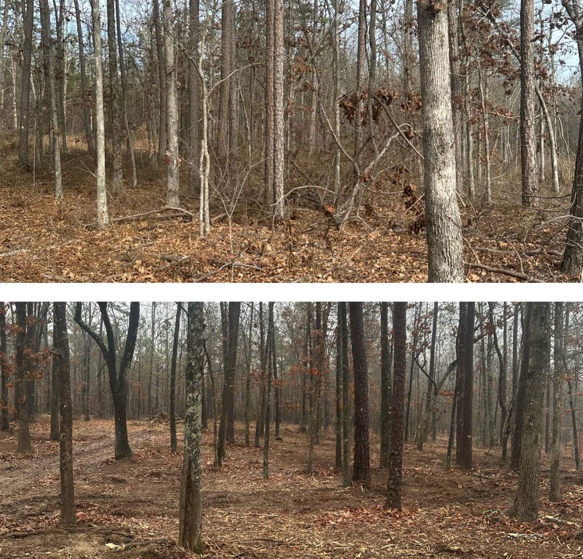 Mulching for Thickets Land Clearing & Excavation in Hohenwald, TN