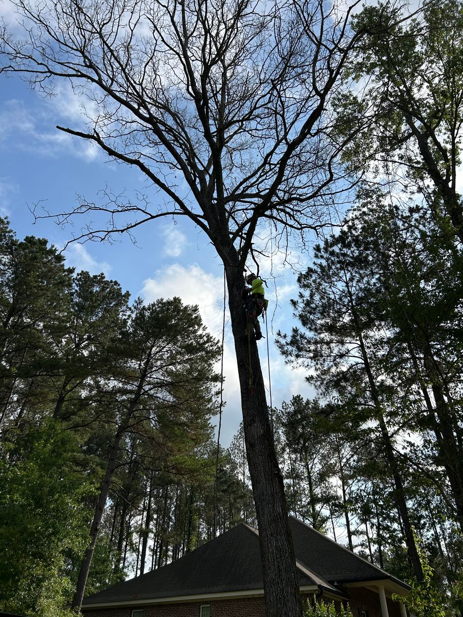 Tree Services for Broadway & McMullen Construction in Hattiesburg, MS