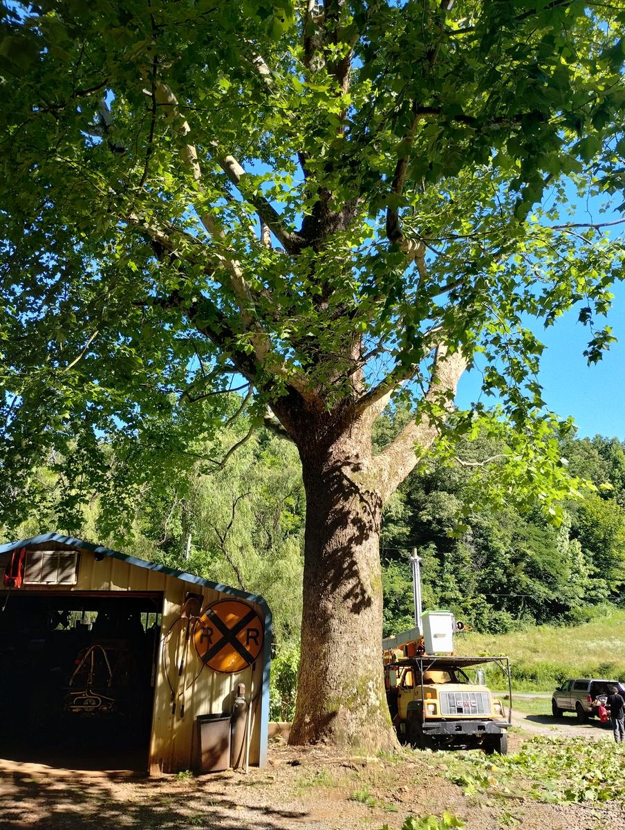 Tree Removal for Scott's Tree Service in Athens, TN