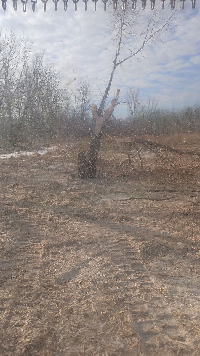 Land Clearing for Willing Trucking & Excavating in Evansville, WI