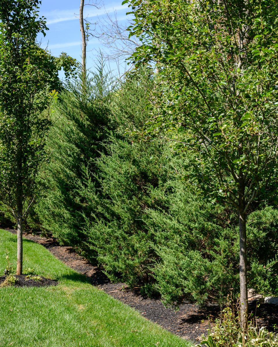 Plantings & Enhancements for Pungitore Landscapes, Irrigation & Fertilizer in Hingham, MA
