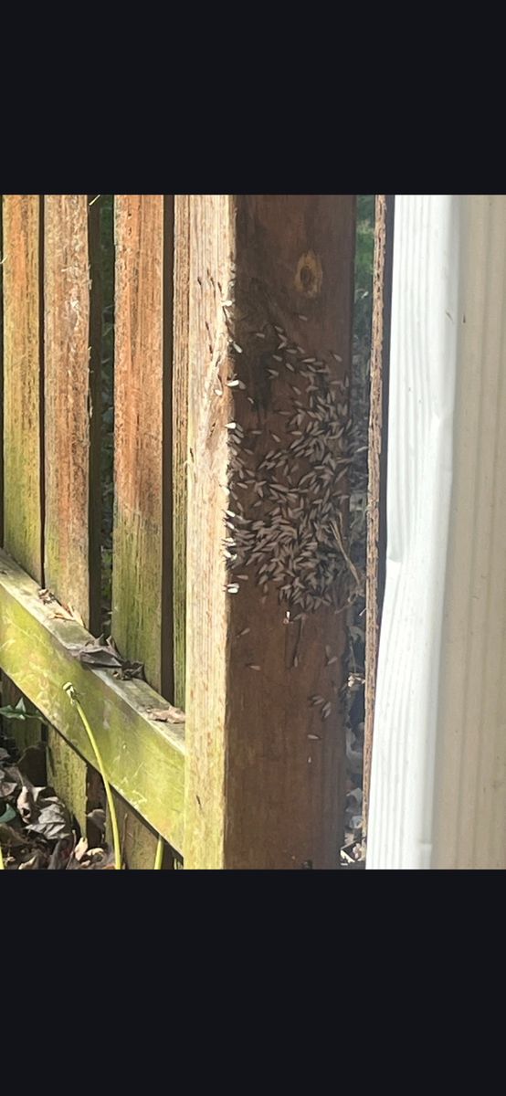 Termite Inspection & Treatment for All-In Pest Control & Home Solutions in Greene County, IN
