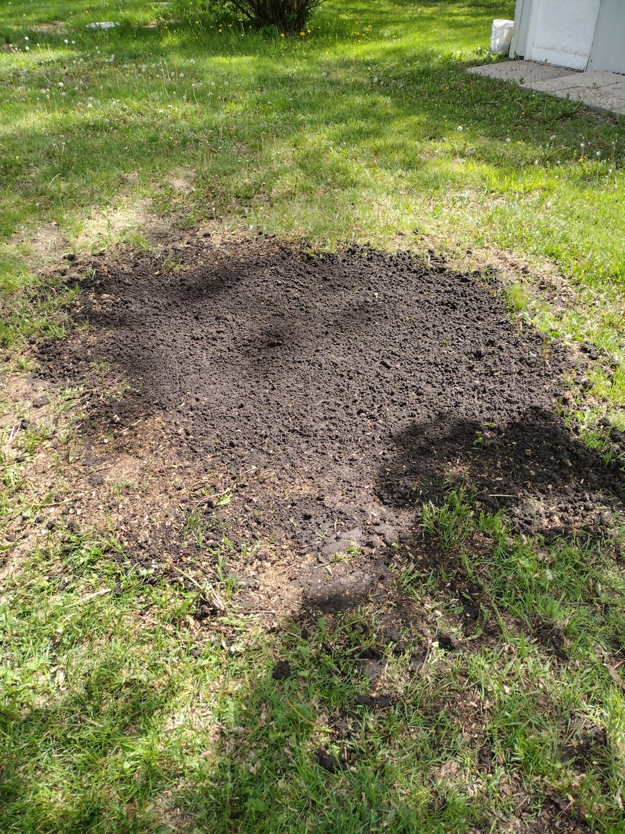 Stump Removal for Dan's tree service in Bemidji, MN