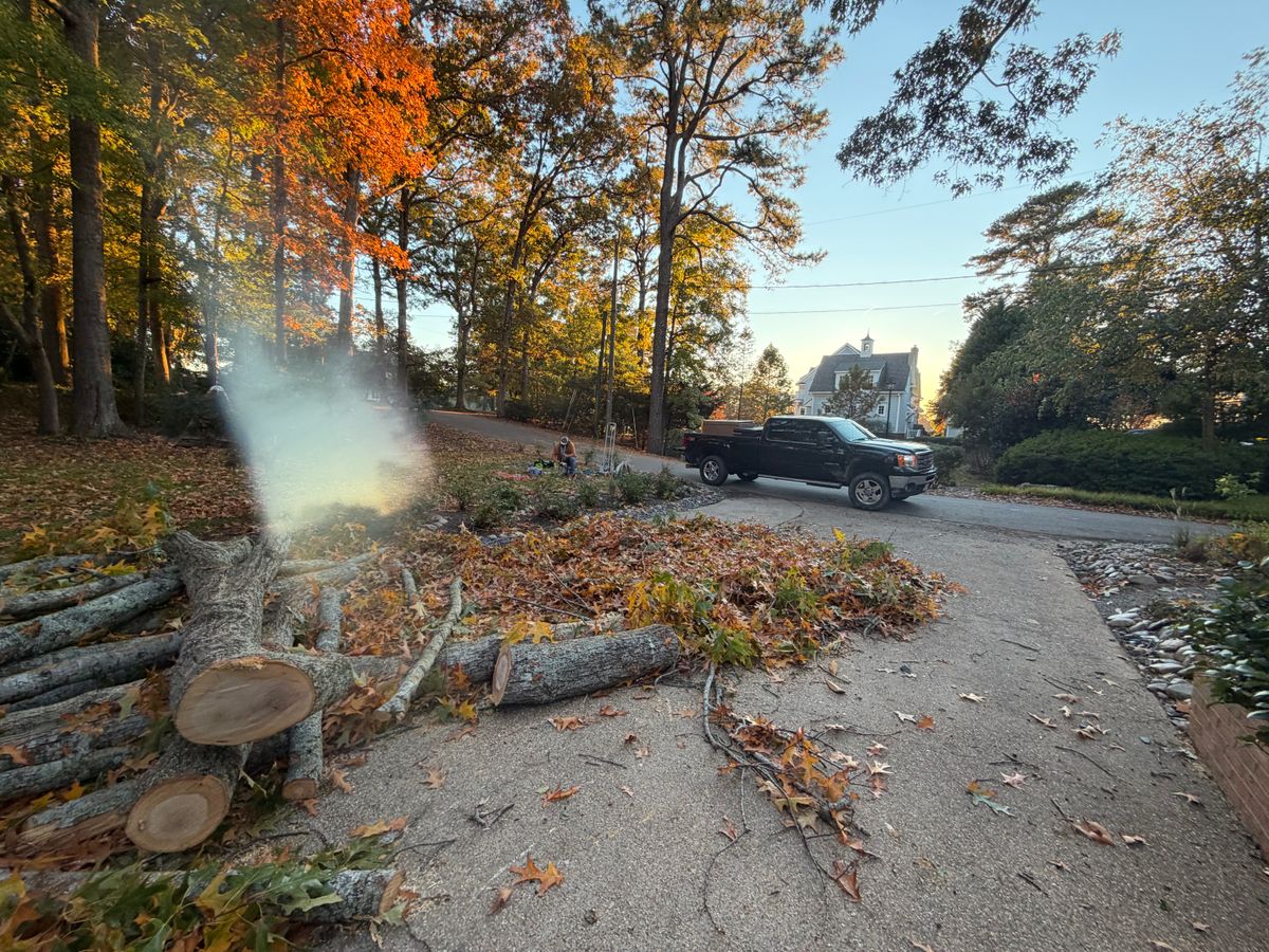 Tree Removal for Tidewater Tree Service in Chesapeake, VA