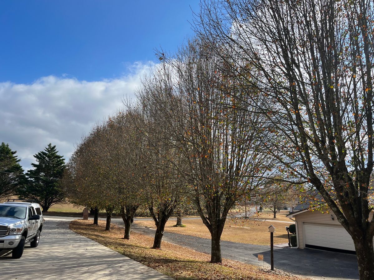 Tree Removal for SEALY TREE and LAWN in Cleveland, TN