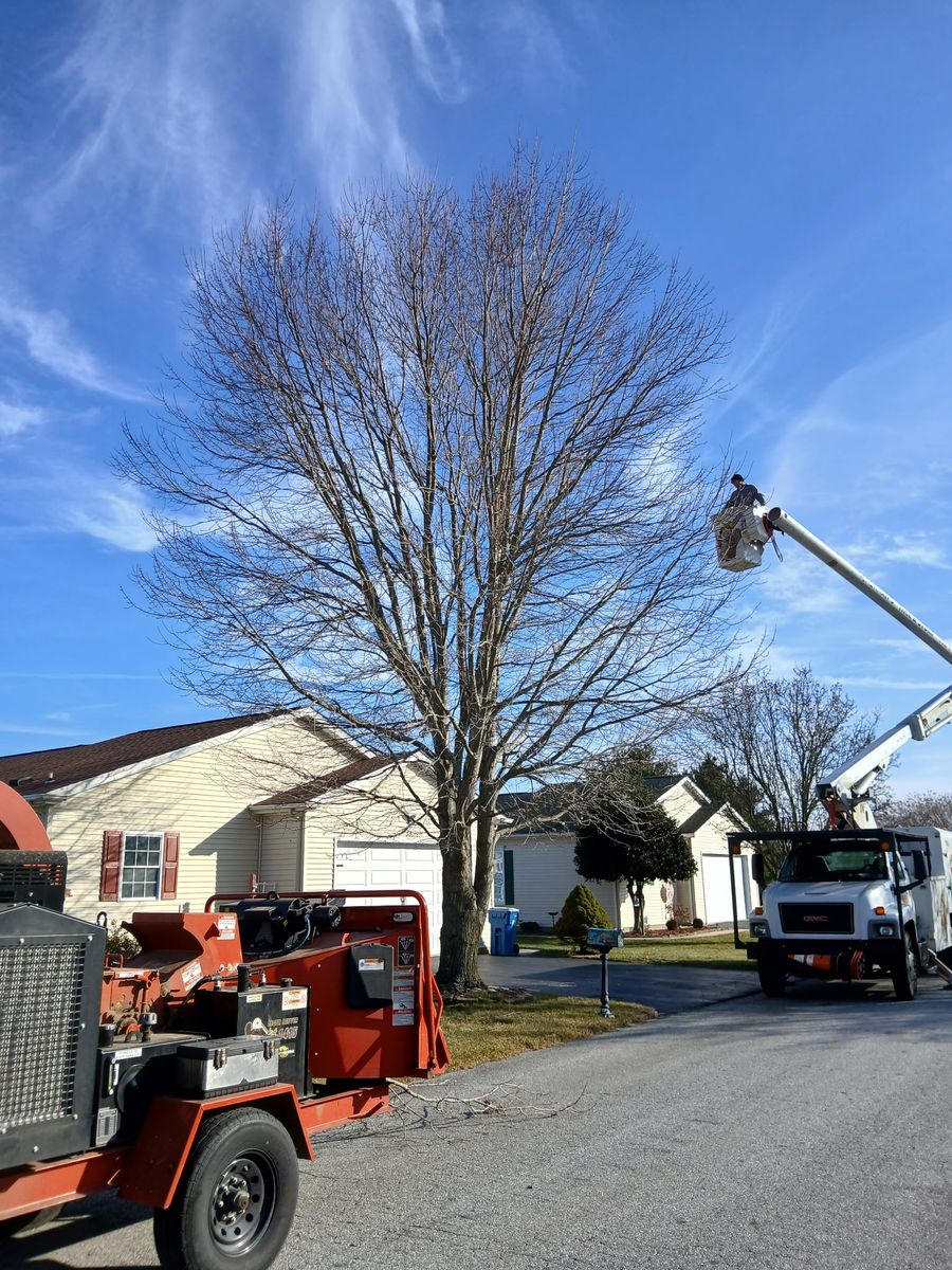 Tree Removal for Loockerman's Tree and Stump Removal in Dover, DE