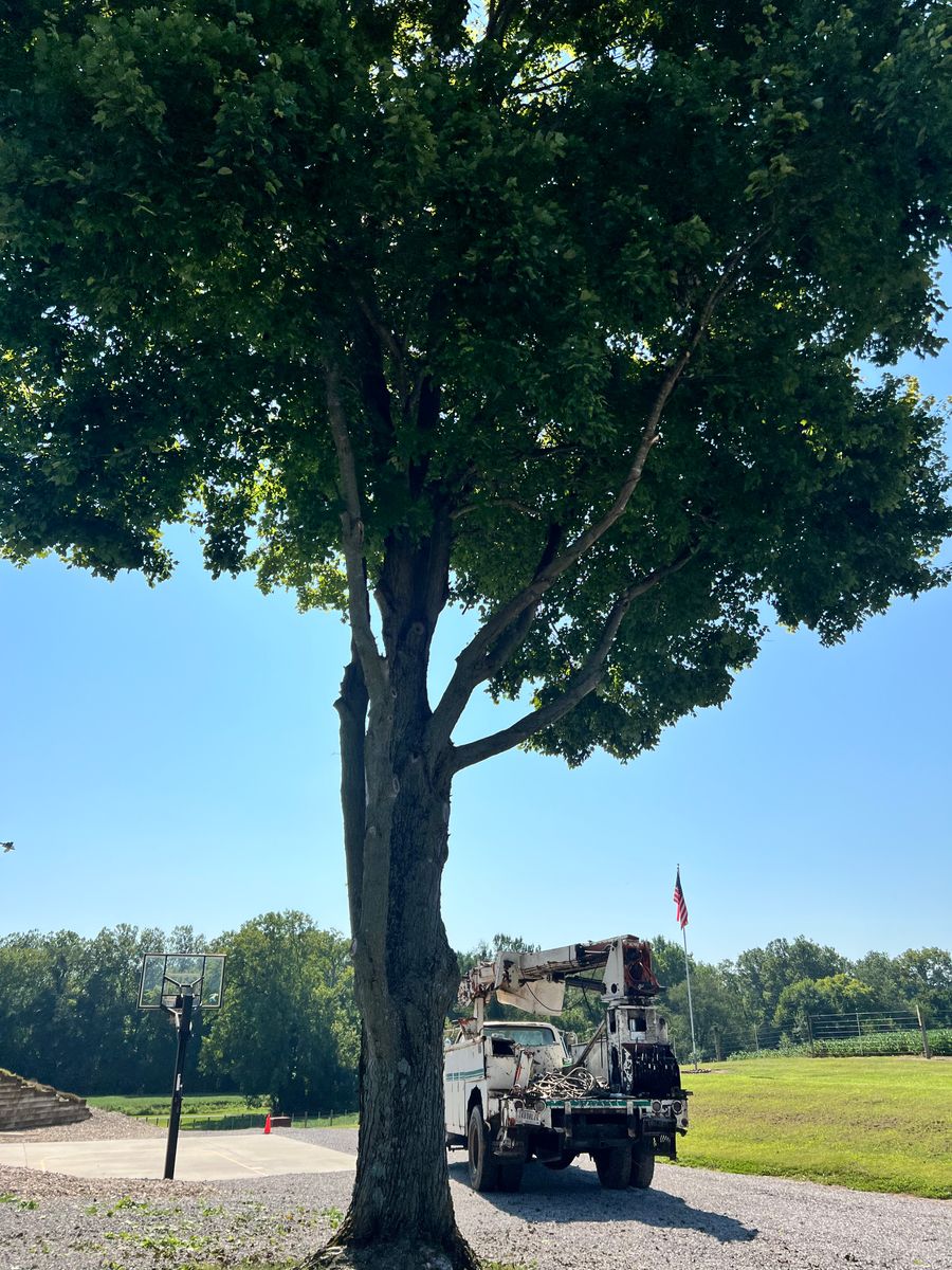 Tree Trimming for Kadin’s Tree Service in North Vernon, IN