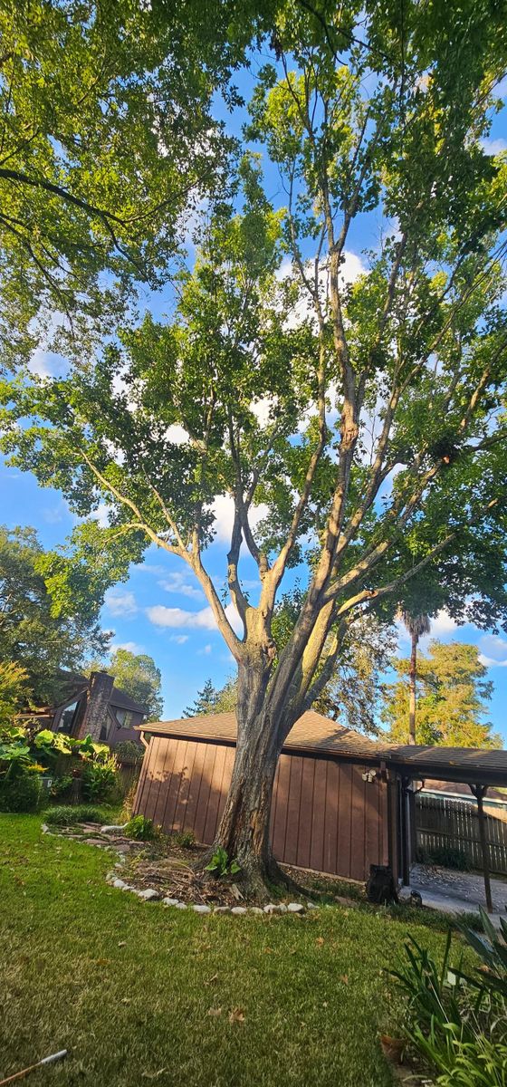 Tree Removal for Servin's Tree Care  in Houston, TX