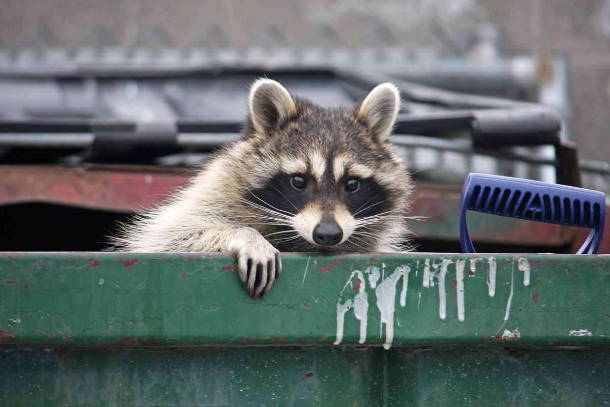 Racoon Removal for Wildlife Predator LLC in Lugoff, SC