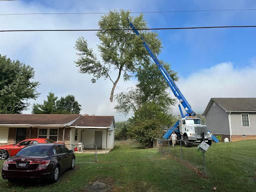 Tree Removal for Brocks Tree Service LLC in Rogersville, TN