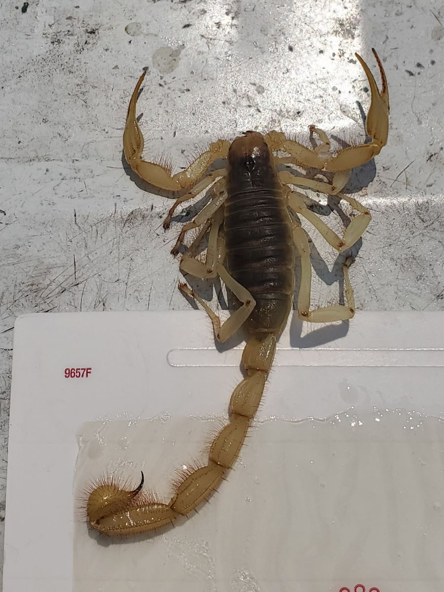Scorpion Control for Niko's Pest Control in Las Vegas, NV