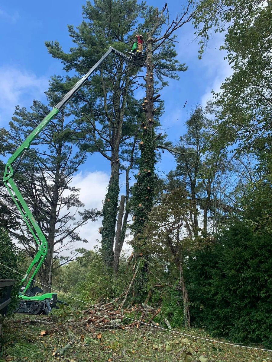 Tree Trimming & Removal for Precision Site Works LLC in Mocksville, NC