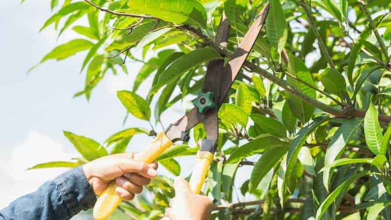 Tree Services for Handy Hands Landscape in Corvallis, OR