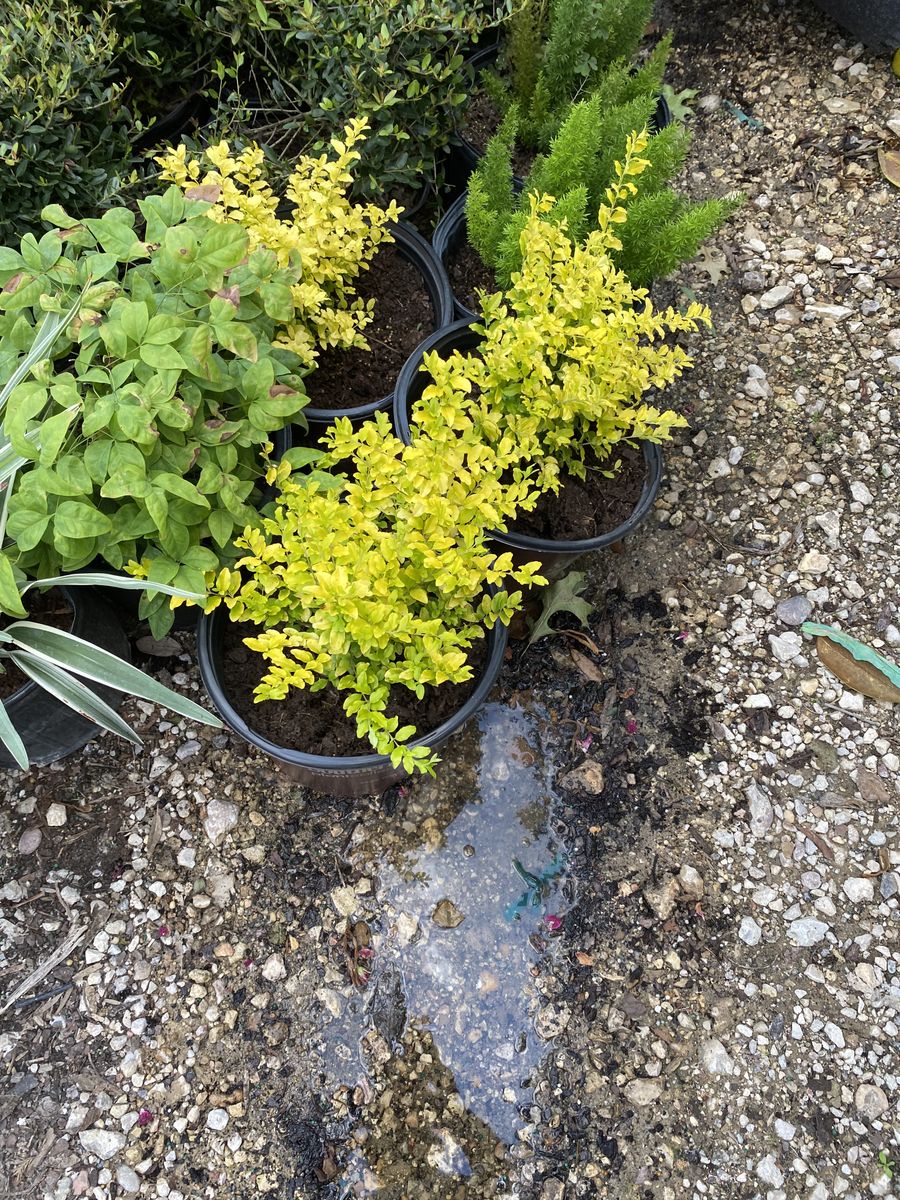 Landscape Installation for Atlas Land Design in Creekside Park, TX