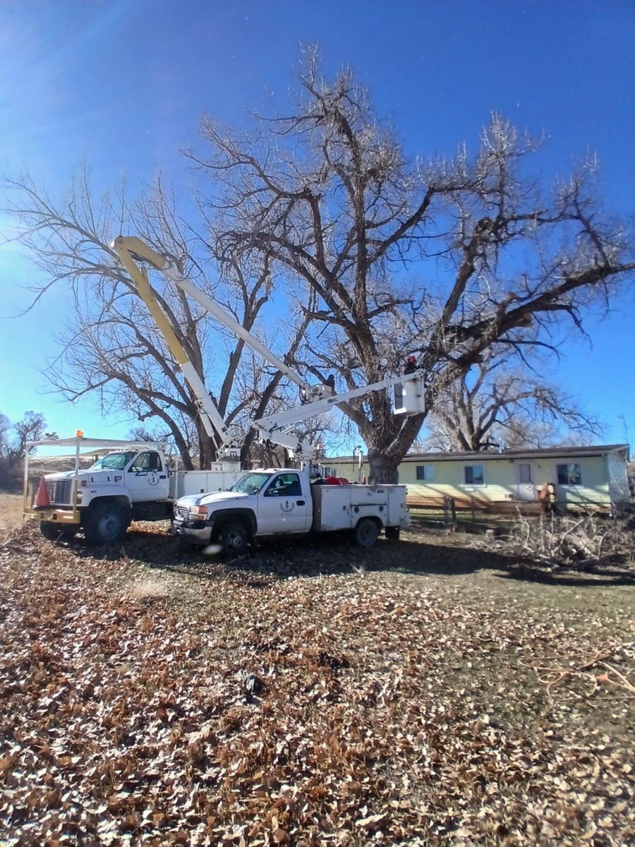 Tree Trimming for Two Fellers Tree Service in Buffalo, WY