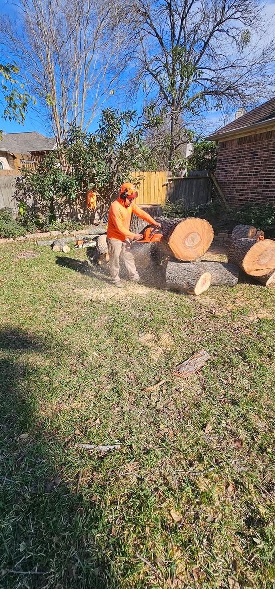 Tree Trimming for Servin's Tree Care  in Houston, TX