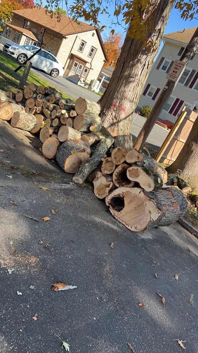 Tree Removal for G&M Property Service in Attleboro, MA