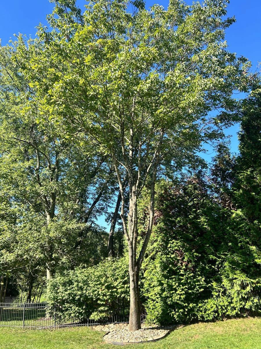 Tree Removal for Terra Steel Creations in Independence, KY
