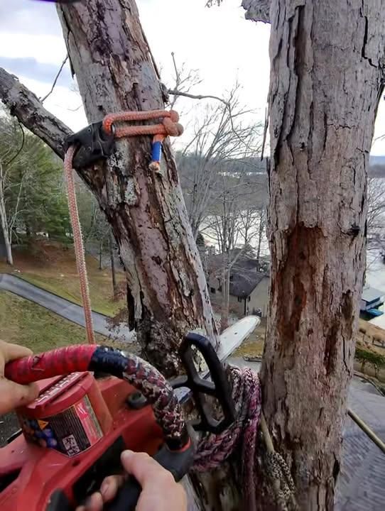 Tree Removal for Complete Care in Cumberland Gap, TN