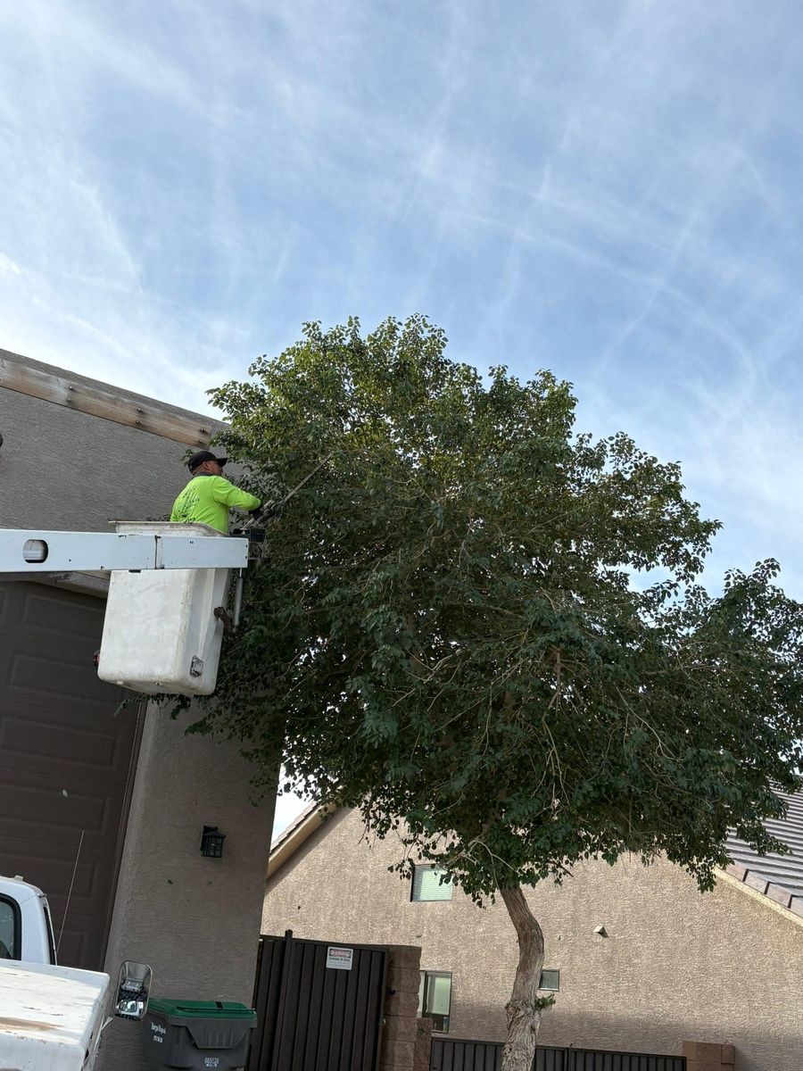 Tree and Stump Removal for Top Notch Landscape Services LLC in Mohave Valley, AZ