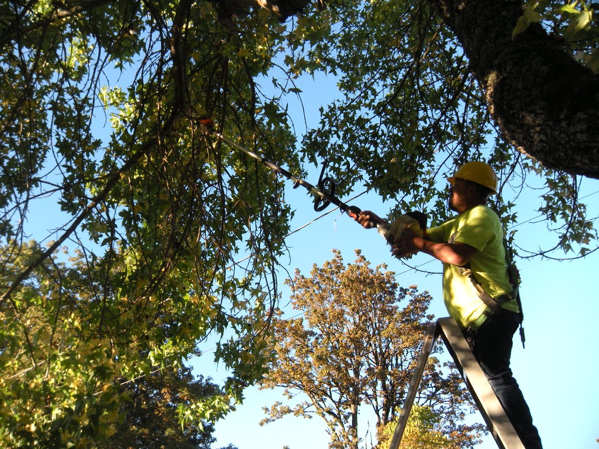 Tree Removals for Willamette Landscaping and Tree Services in Albany, OR