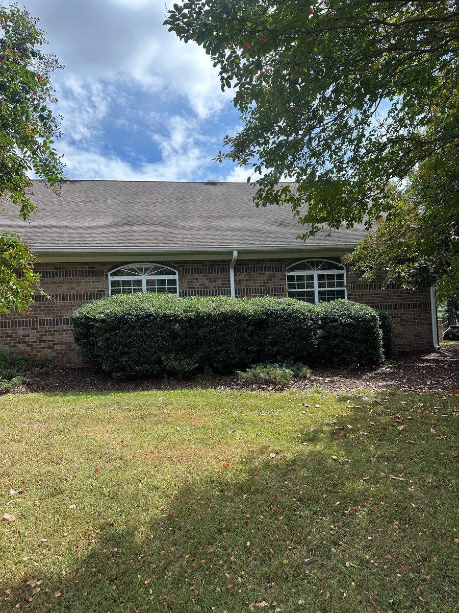Shrub Trimming for Pecina Pine Needles in Monroe, NC