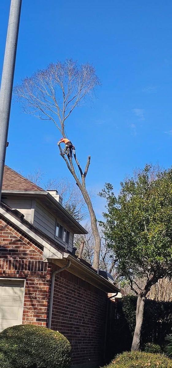 Tree Trimming for Servin's Tree Care  in Houston, TX