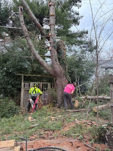 Tree Removal for Brocks Tree Service LLC in Rogersville, TN