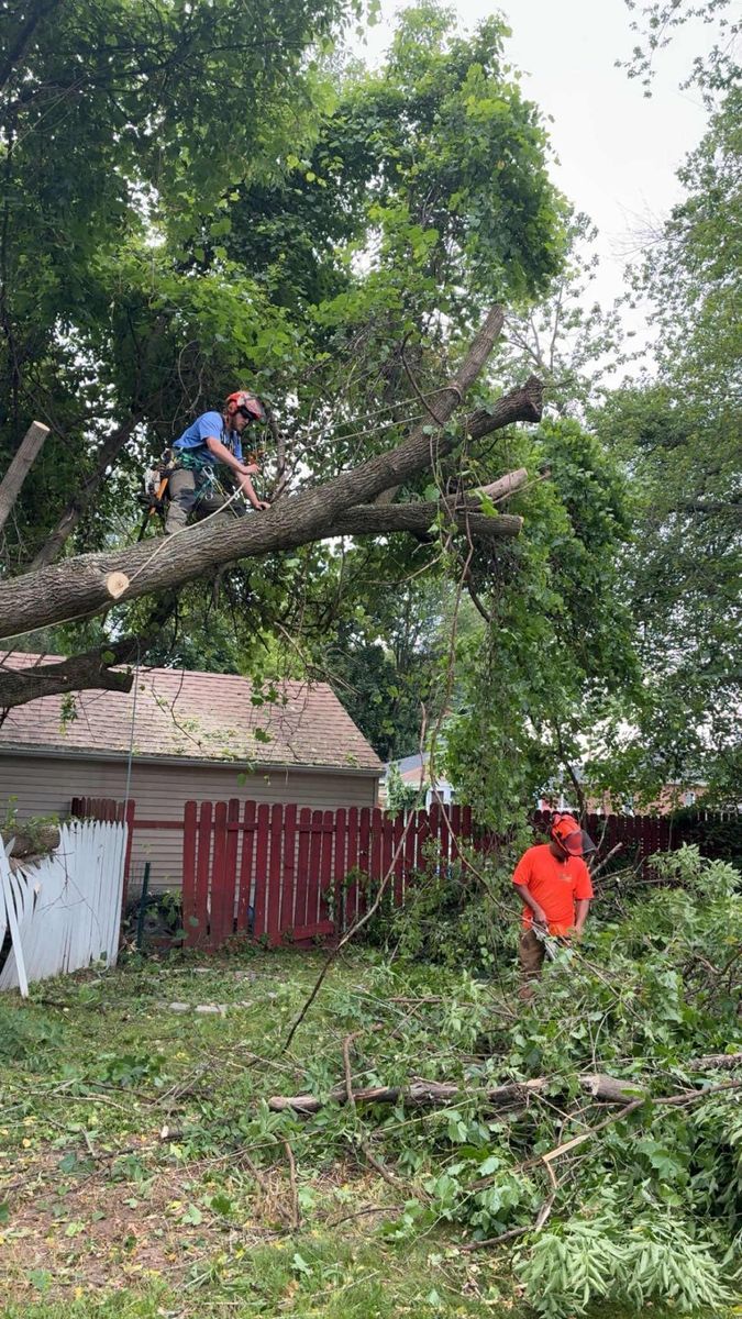 Tree Pruning for T's Trees in Albany, NY