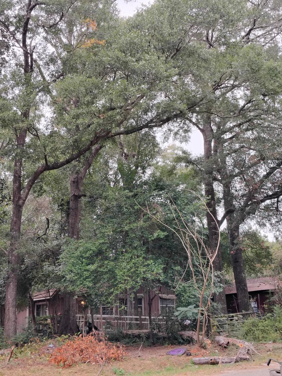 Residential Tree Care for Alpers Tree Services in Cleveland, TX