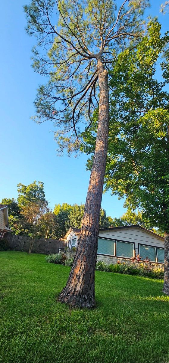 Tree Removal for Servin's Tree Care  in Houston, TX