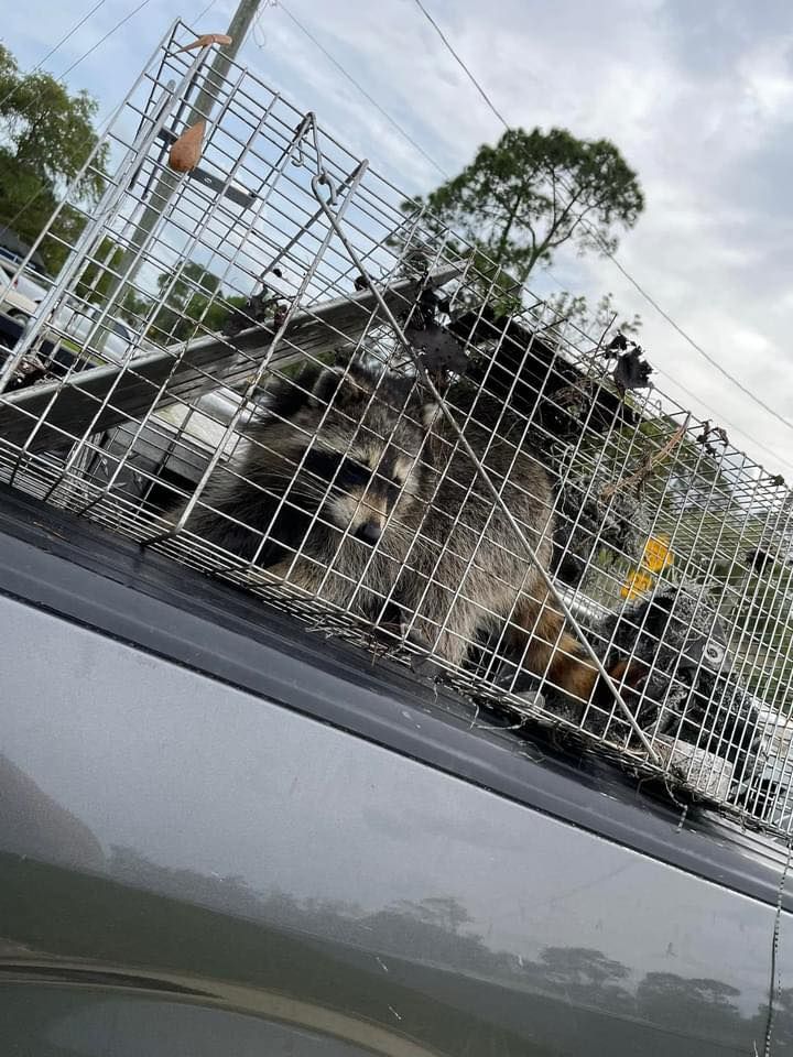 Raccoons for North Brevard Wildlife Solutions in Mims, FL