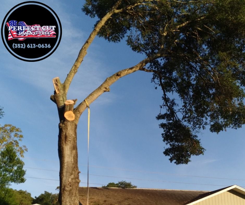 Tree Removal for Perfect Cut Lawn & Tree Care in Citrus Springs, FL