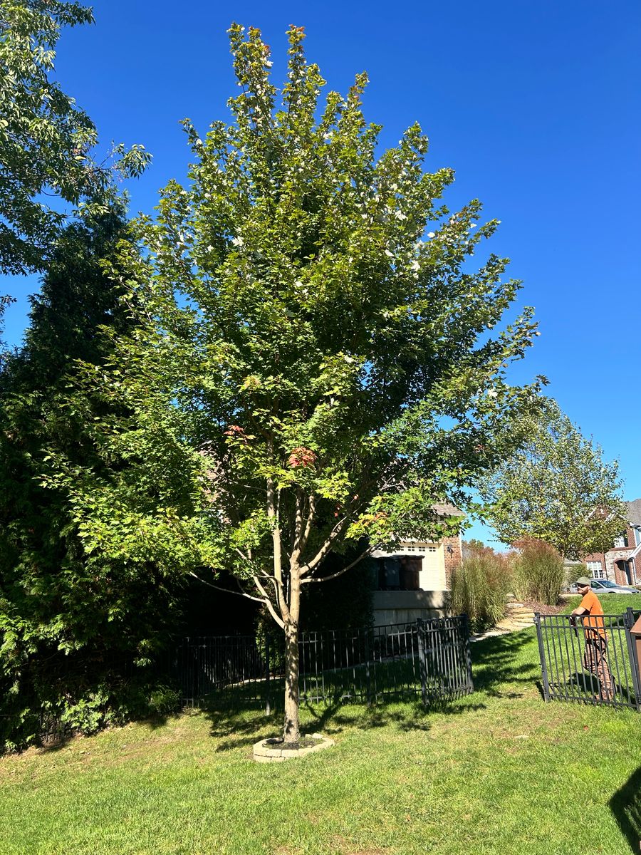 Tree Removal for Terra Steel Creations in Independence, KY