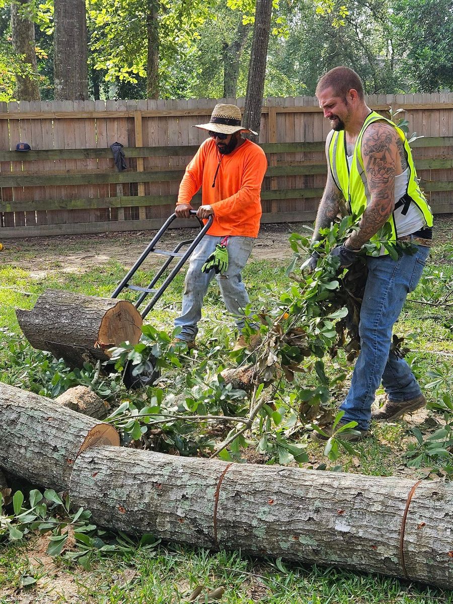 High Risk Tree Removal for American Tree Masters in Alvin, TX