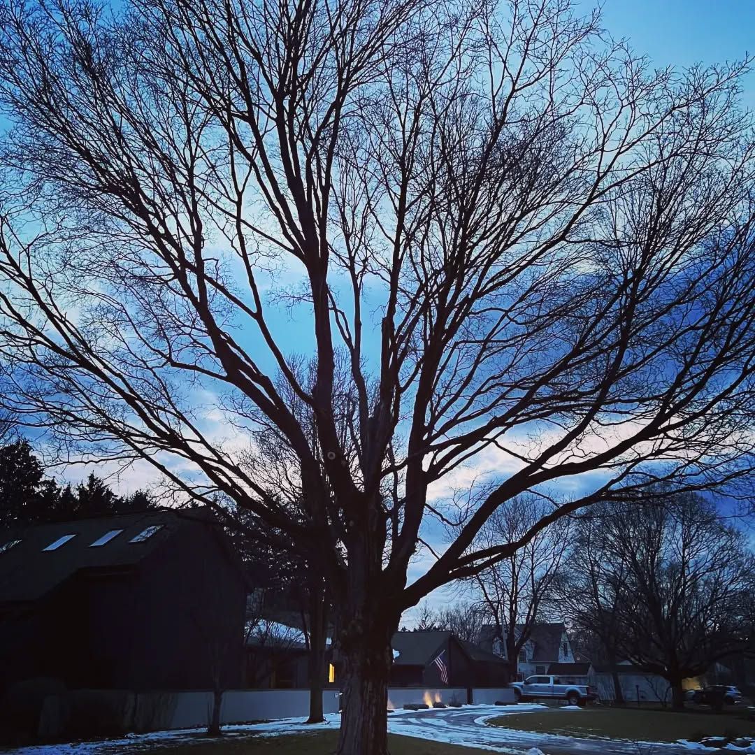 Tree Pruning & Trimming for Highborn Tree Service in Wheatfield, IN