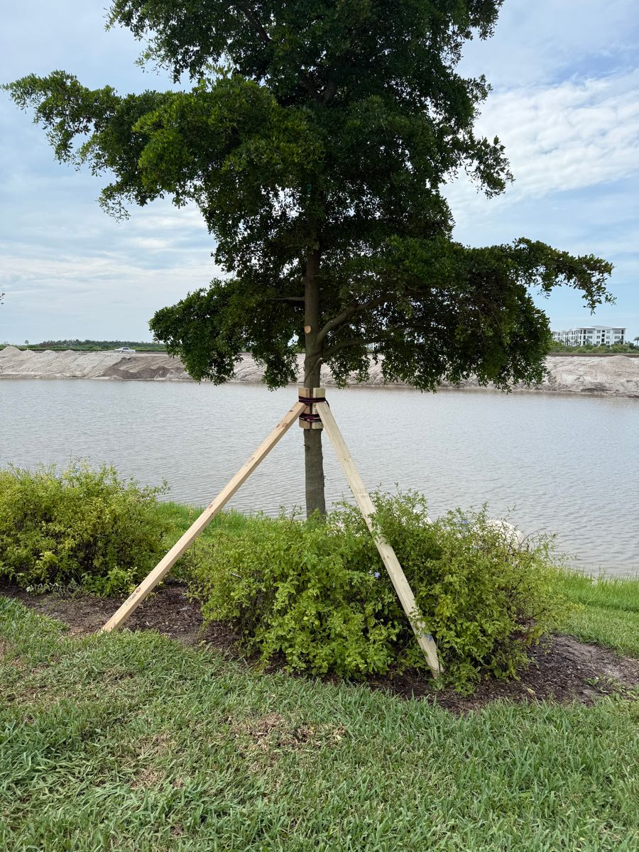 Tree Trimming for Damian’s Tree Care in Sarasota, FL