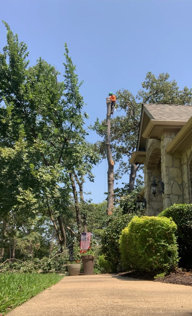 Tree Removal & Trimming for Teague Trees & Landscaping in Rendon, TX