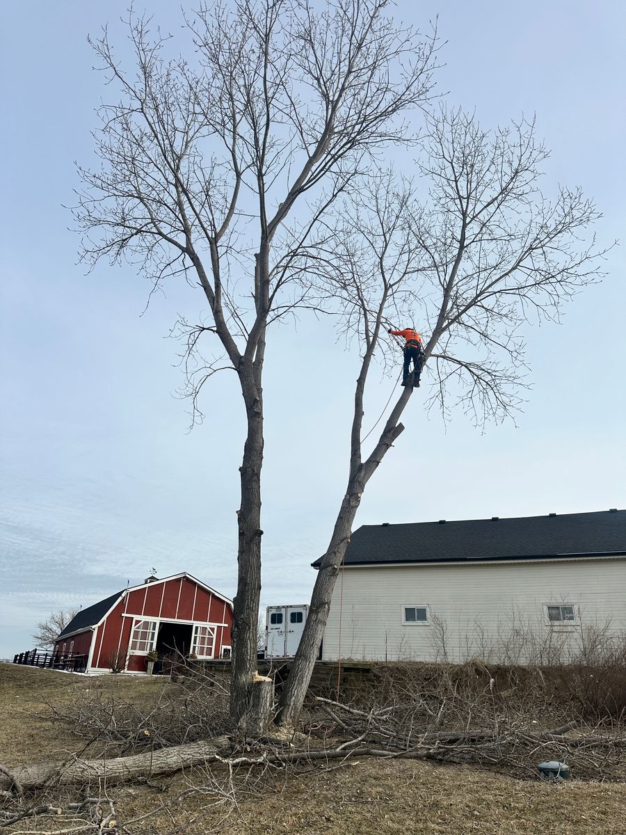 Tree Trimming for Cross Family Tree Service in Kearney, MO