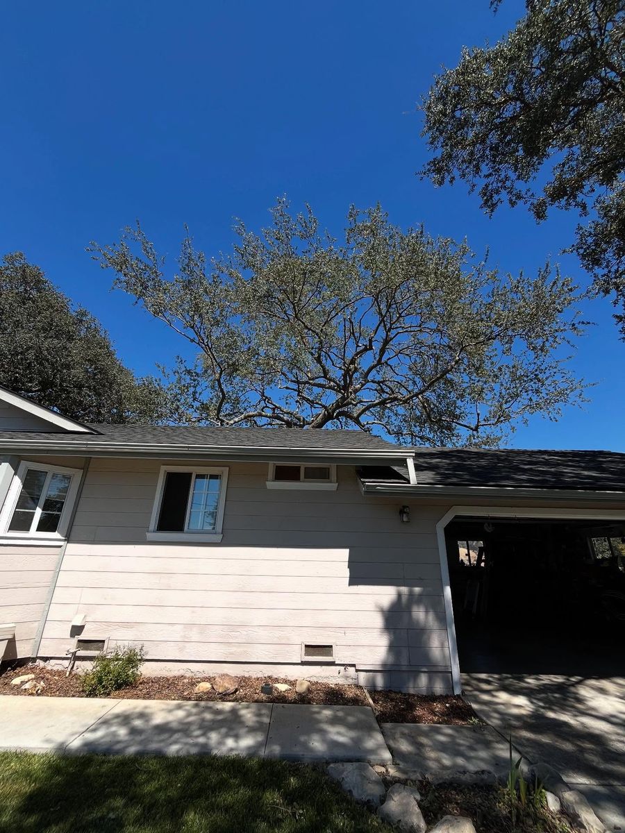 Tree Removal for A1 Junk & Tree Solutions, LLC in Paso Robles, CA