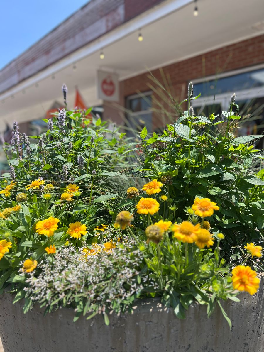 Landscape Design / Installations for Christina King Landscape Design in Raleigh, NC